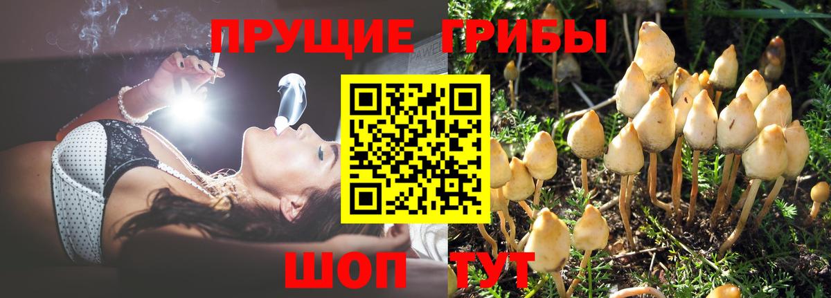 Псилоцибиновые грибы Psilocybe Менделеевск